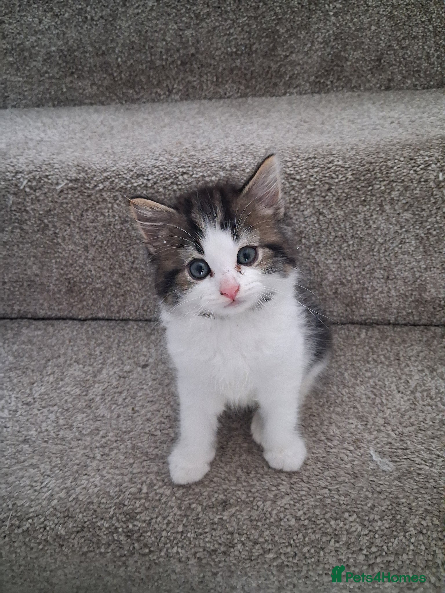 British Shorthair cats British Shorthair kittens cross  - Advert 1