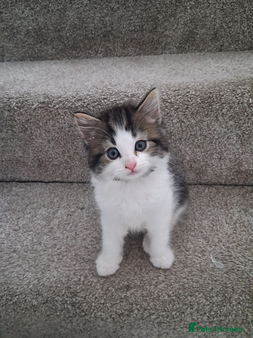 British Shorthair cats for sale: British Shorthair kittens cross  - Advert 1