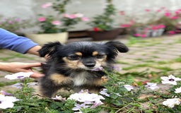 Mixed Breed dogs for adoption: 💖🐶 ELLA 🐶💖 - Image 9