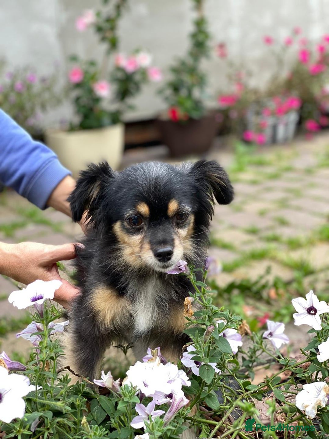 Mixed Breed dogs for adoption: 💖🐶 ELLA 🐶💖 - Image 9