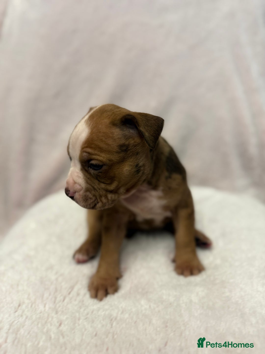 Mixed Breed dogs for sale: Cane Corso mixed  - Advert 15