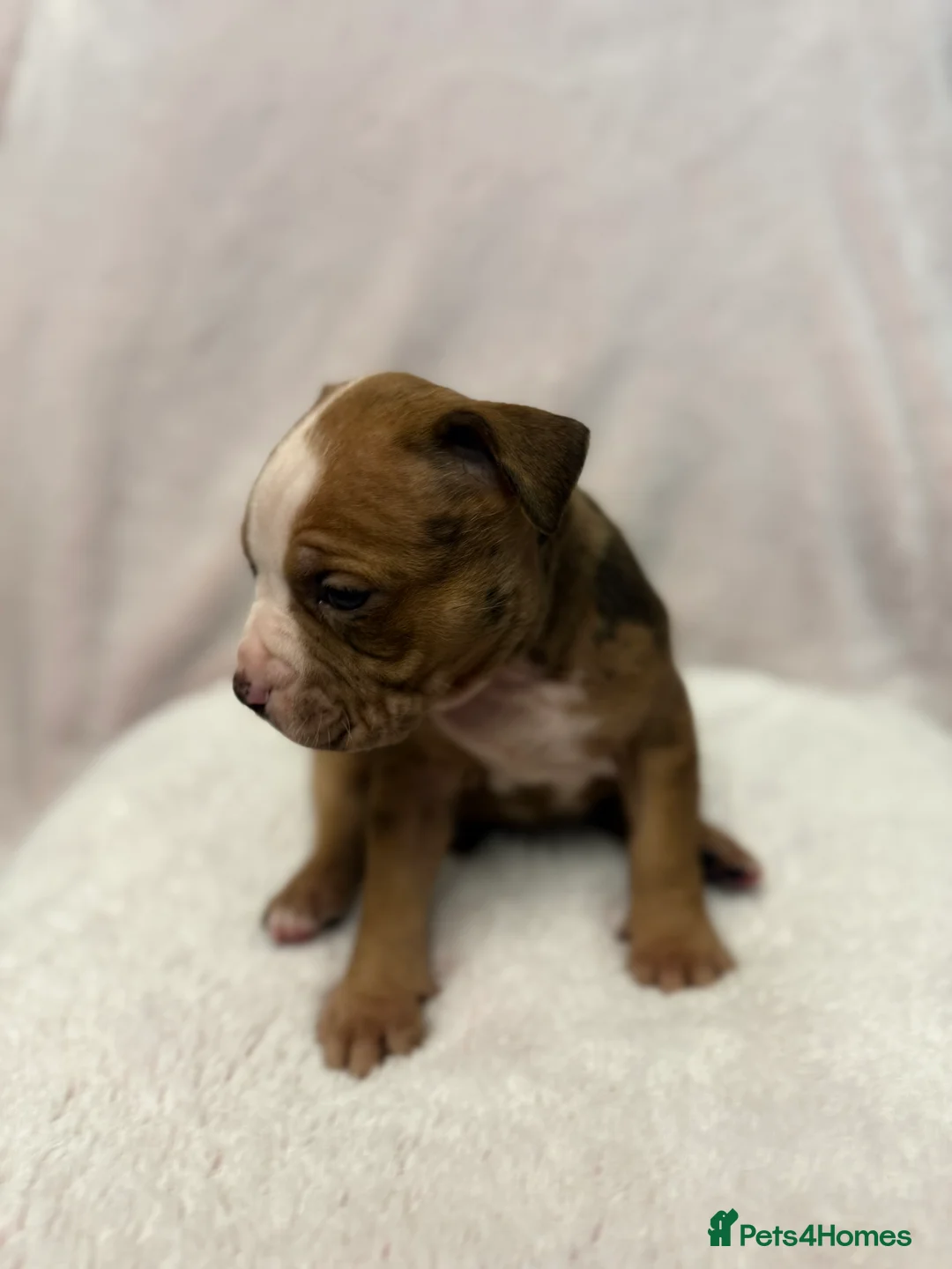 Mixed Breed dogs for sale: Cane Corso mixed  - Advert 24