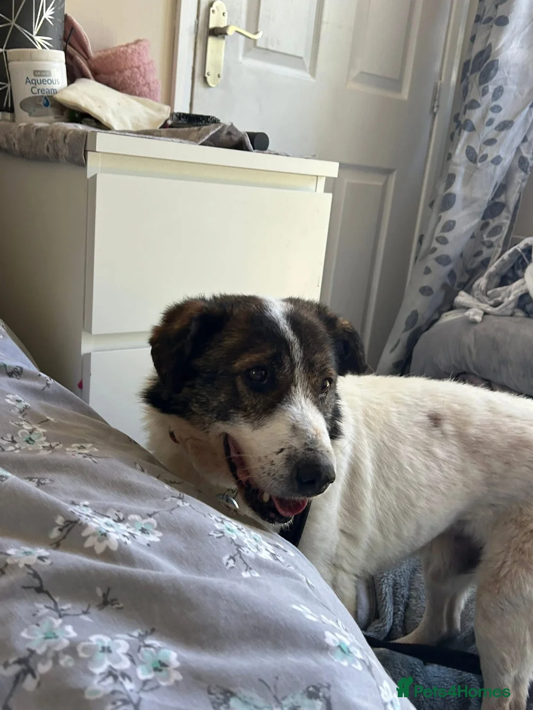 Mixed Breed dogs for adoption: Roger - Norwich Norfolk  in Norwich - Advert 15
