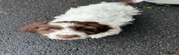 Sproodle dogs for sale: Male puppy for sale - Advert 4