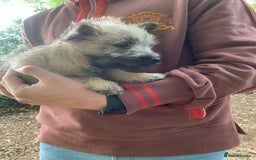 Cairn Terrier dogs for sale: Gorgeous Cairn Terrier Puppies  - Image 3