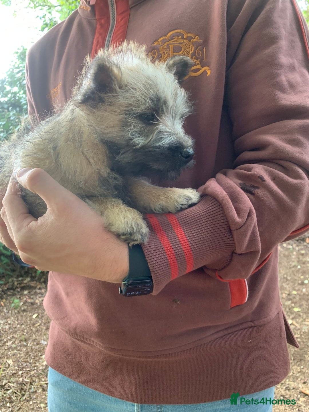 Cairn Terrier dogs for sale: Gorgeous Cairn Terrier Puppies  - Image 3