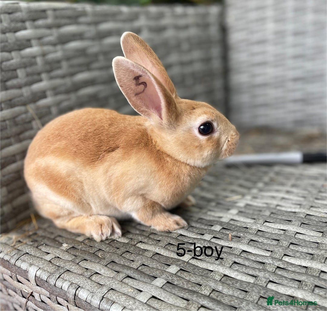 Rex rabbits for sale: 5 beautiful mini Rex  - Image 5