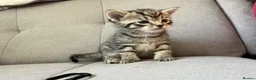British Shorthair cats for sale: Kittens looking for a forever home  in Tonbridge - Advert 9