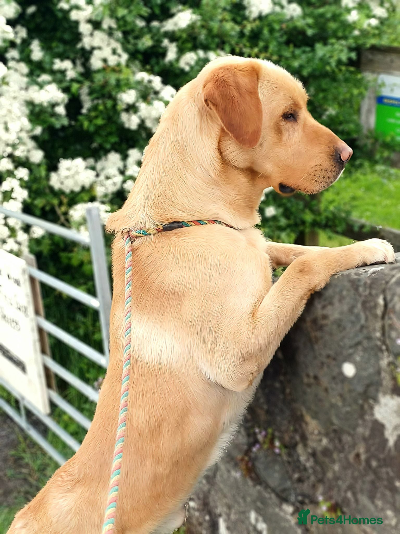 Labrador Retriever dogs Leadburn Digger...* Fully Health Tested Stud Dog * - Advert 16