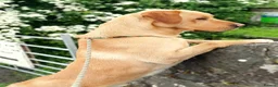 Labrador Retriever dogs for stud: Leadburn Digger...* Fully Health Tested Stud Dog * - Advert 1