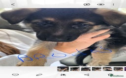 German Shepherd dogs for sale: German shepherd pups - Image 8