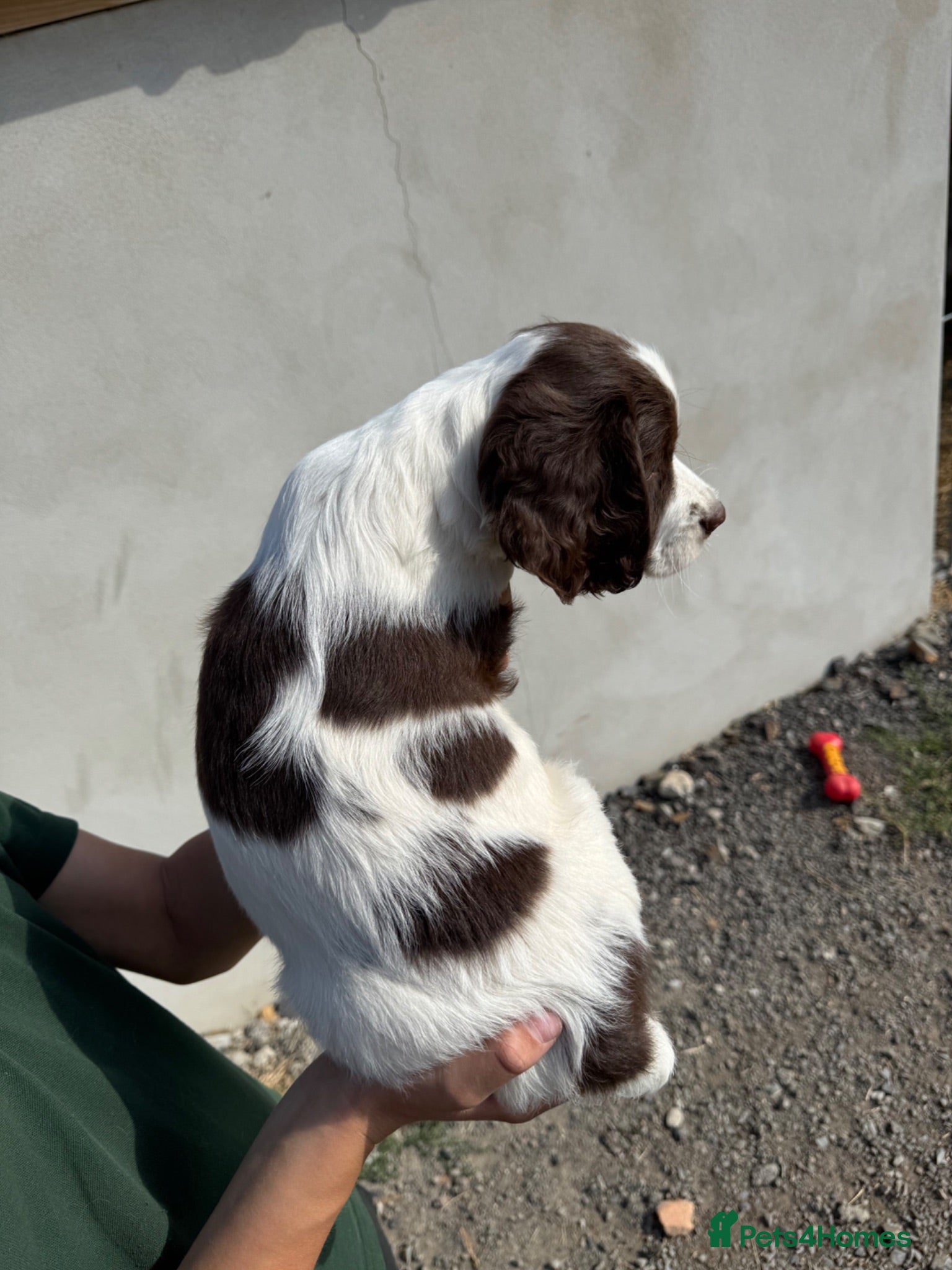 English Springer Spaniel dogs Springer Spaniel Puppy - Advert 2
