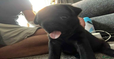 Pug dogs - Advert 3