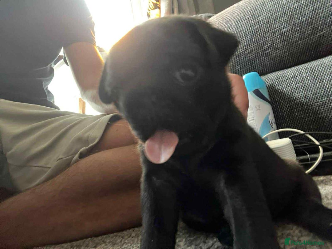 Pug dogs for sale: KCreg pug puppies for sale. - Image 2