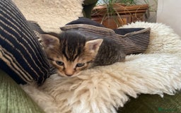 Mixed Breed cats for sale: Four beautiful little kittens - Image 34