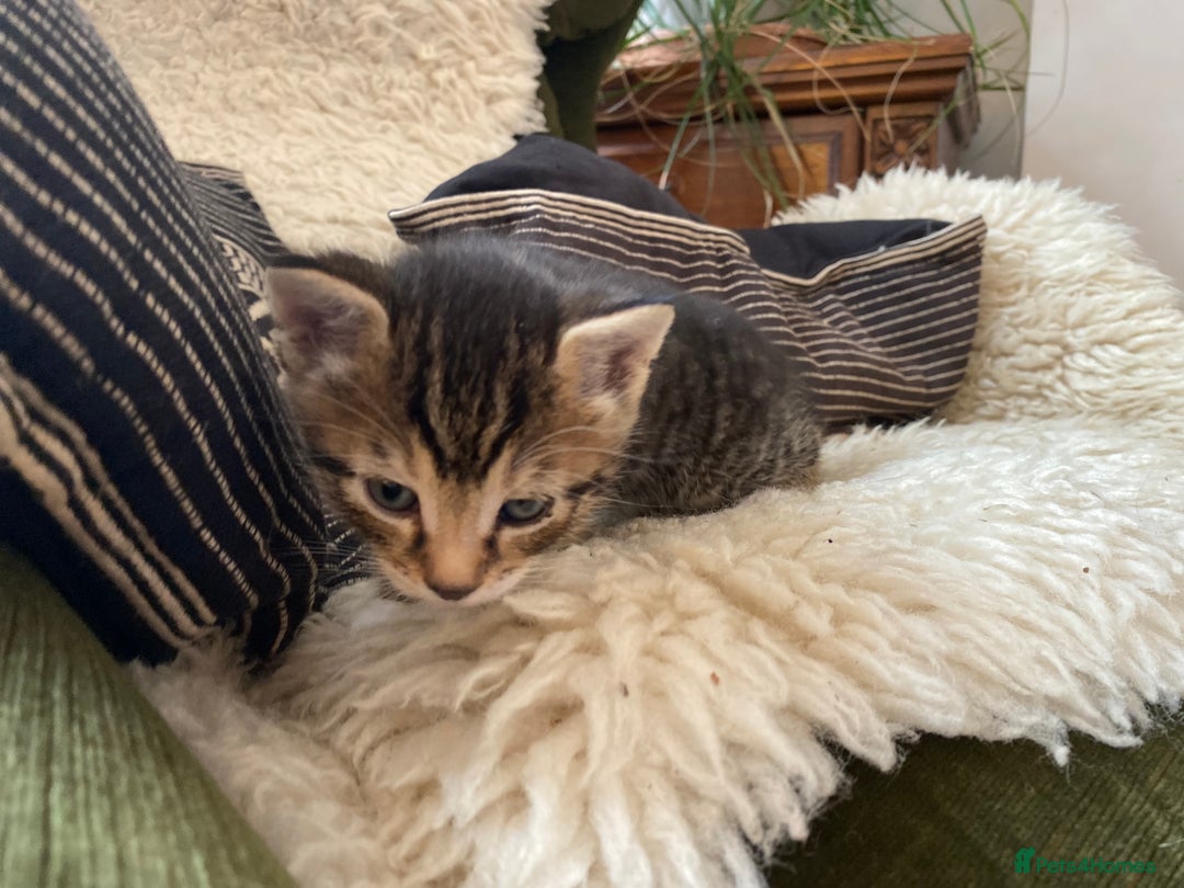 Mixed Breed cats for sale: Four beautiful little kittens - Image 34