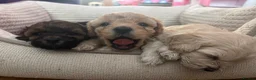 Mixed Breed dogs for sale: Shihpoo x Cockapoo little girl looking for 🏡 in Prenton - Advert 1
