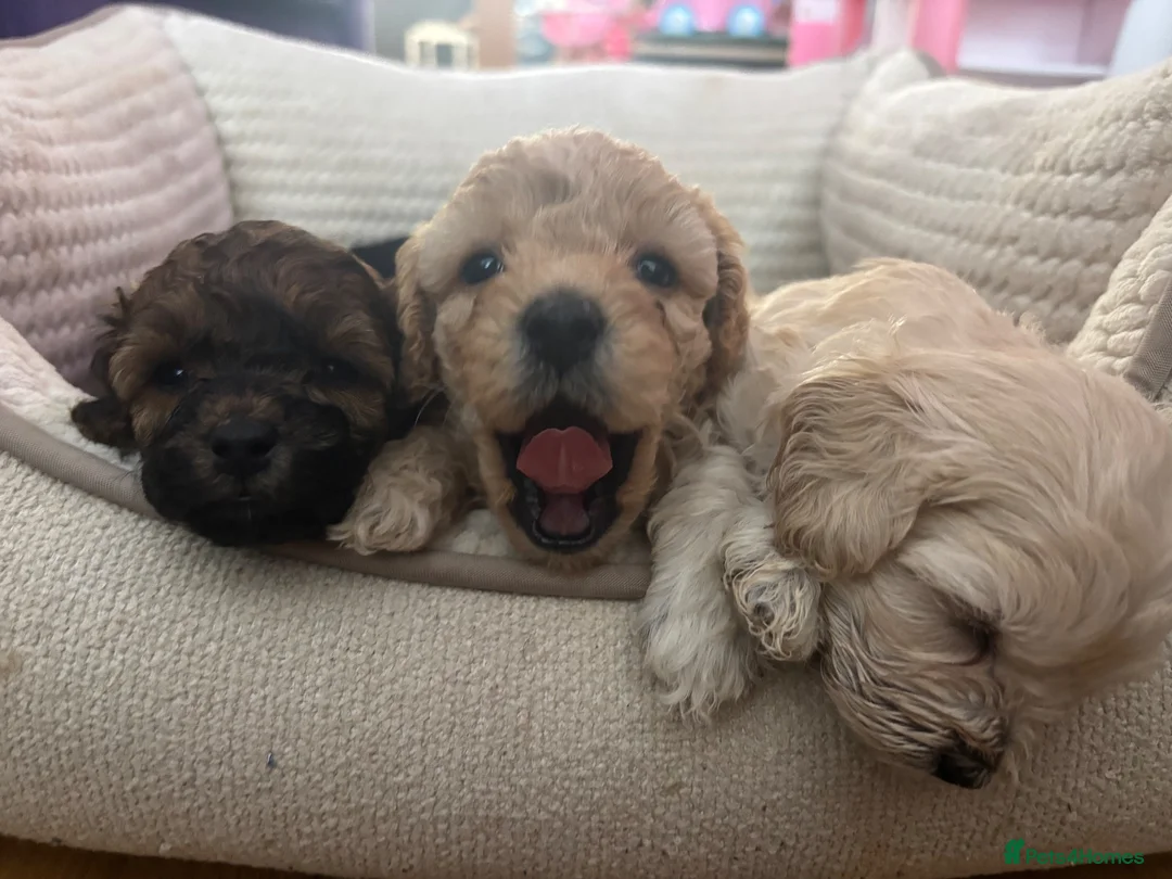 Mixed Breed dogs for sale: Shihpoo x Cockapoo little girl looking for 🏡 in Prenton - Advert 1