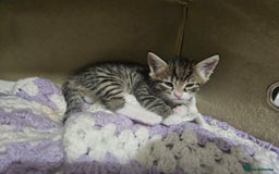 Domestic Shorthair cats for sale: Tabby kittens - Image 4