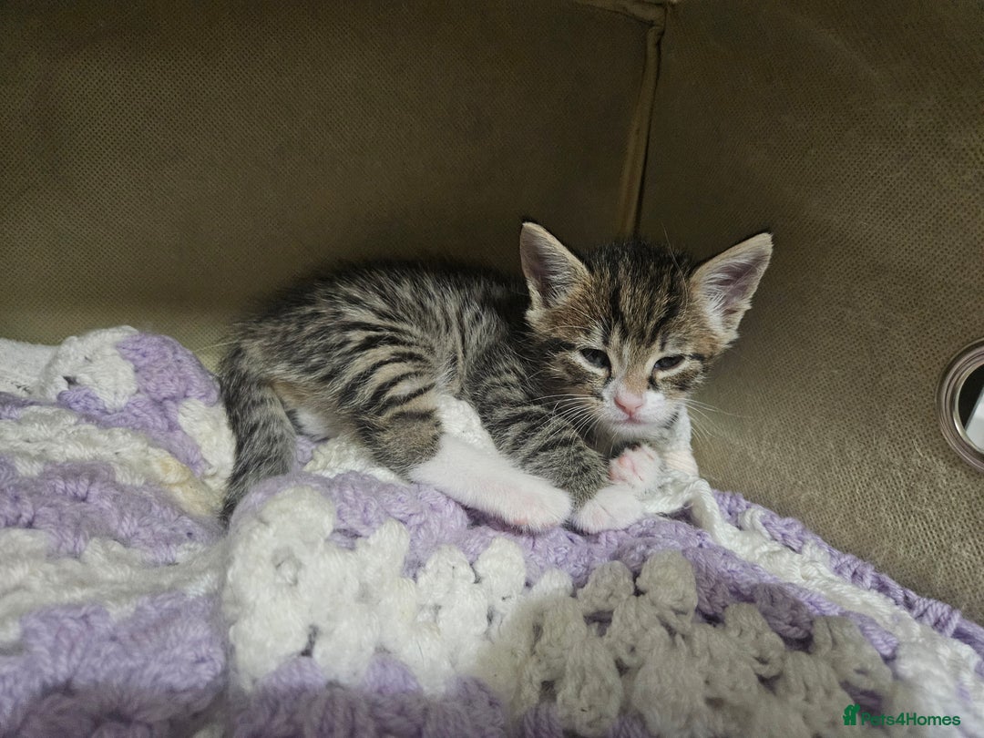 Domestic Shorthair cats for sale: Tabby kittens - Image 4