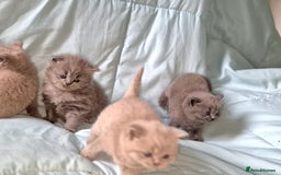 British Shorthair cats for sale: British short and long haired kittens GCCF  - Image 4