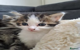 Bombay cats for sale: Kittens  - Image 6