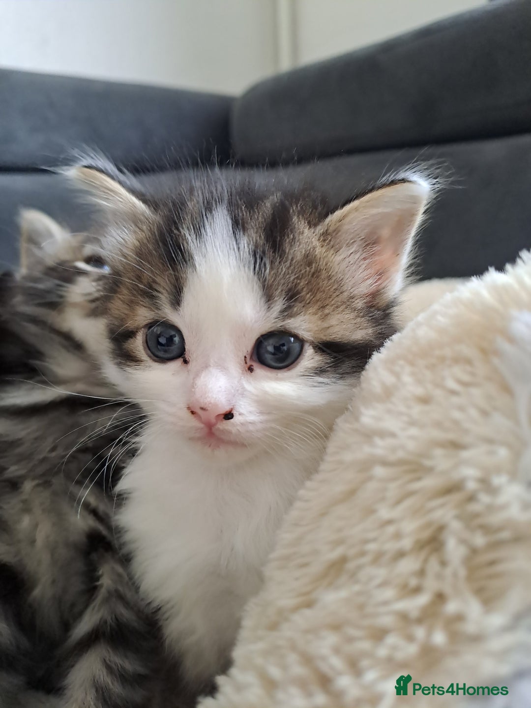 Bombay cats for sale: Kittens  - Image 6
