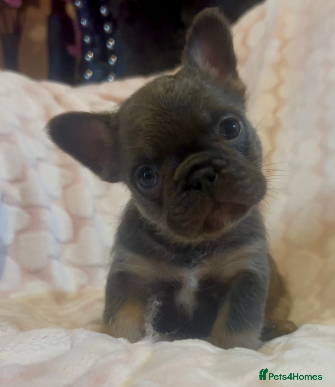French Bulldog dogs for sale: Fluffy beautiful French bulldog baby’s  - Advert 7