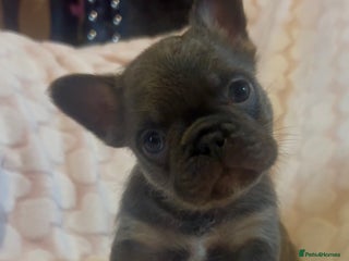 French Bulldog dogs Fluffy beautiful French bulldog baby’s - Advert 17