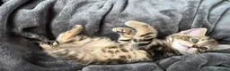 Bengal cats for sale: Bengal x Maine Coon Kittens - Advert 15
