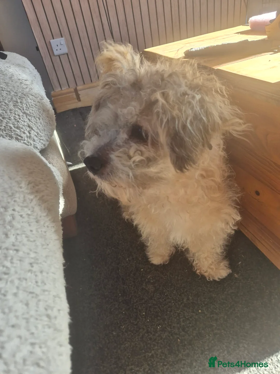 Jackapoo dogs for sale: Tenghis the jackapoo - Advert 1