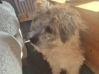 Jackapoo dogs Tenghis the jackapoo - Advert 4