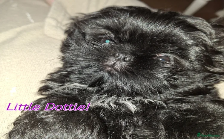 Shih Tzu dogs - Advert 1