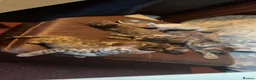 Bengal cats for sale: 🐾 Stunning TICA Registered Bengal Kittens 🐾 - Advert 5