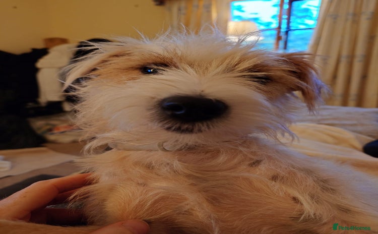 Parson Russell dogs - Advert 1