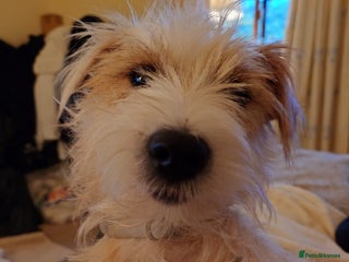 Parson Russell dogs Parson Russell Terrier - Rehome - Advert 5