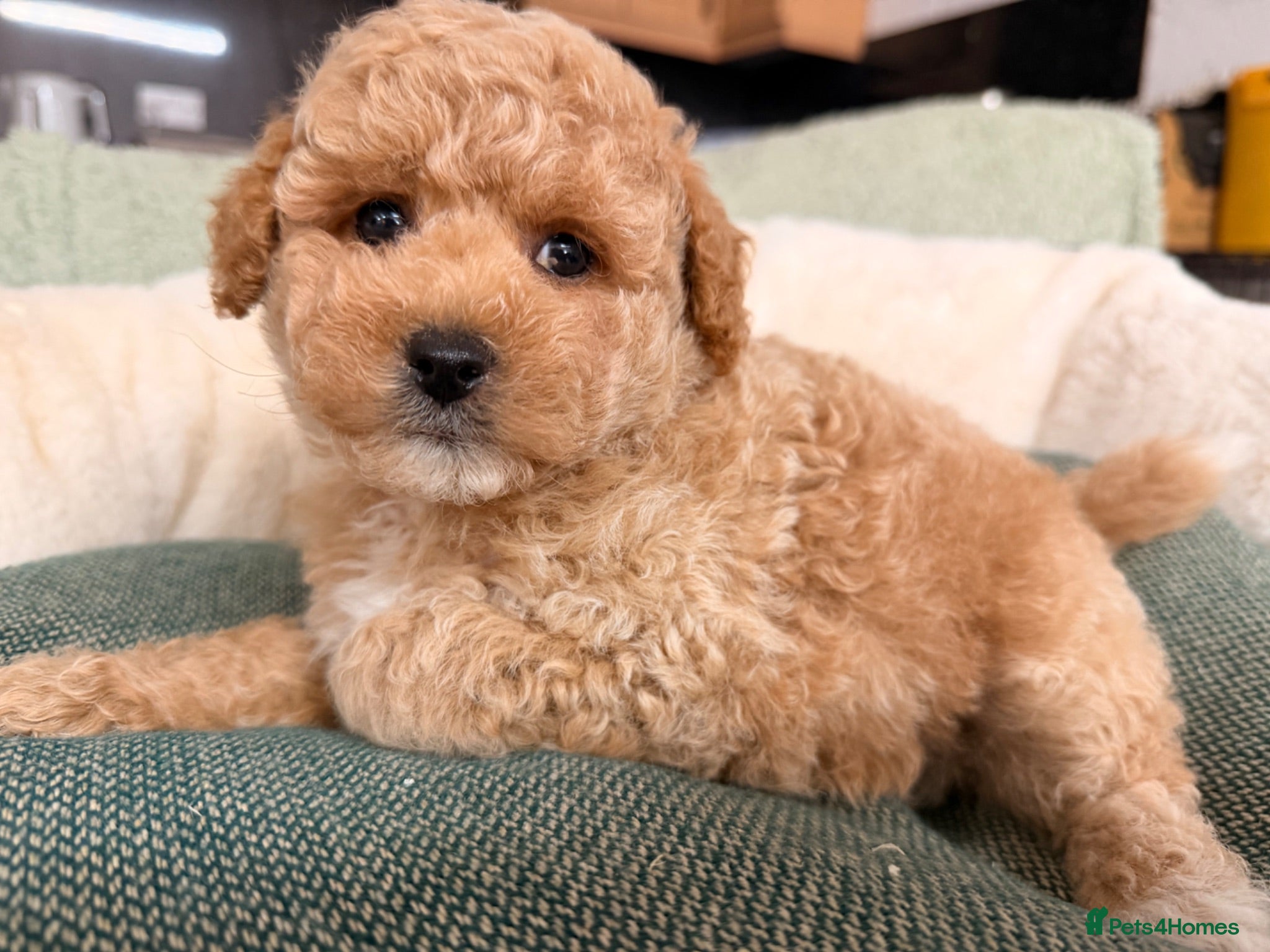 Poochon dogs 🌸 Beautiful Poochon Girls Available 🌸 - Advert 1