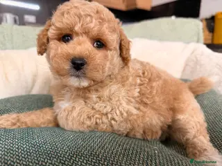 Poochon dogs 🌸 Beautiful Poochon Girls Available Now 🌸 - Advert 1