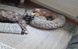 Maine Coon cats for sale: Beautiful Fluffy Maine Coon Kittens - Image 16