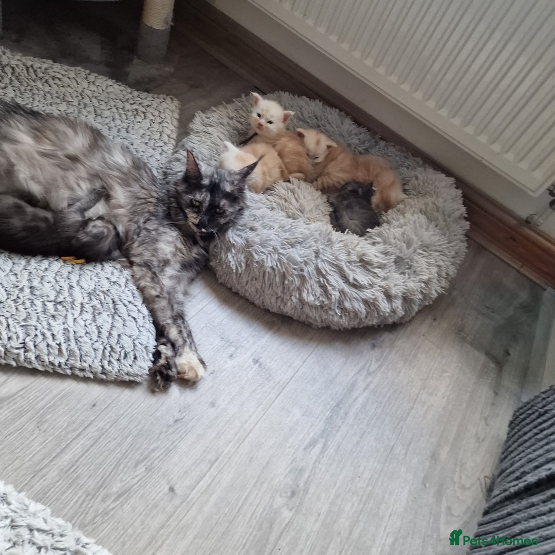 Maine Coon cats for sale: Beautiful Fluffy Maine Coon Kittens - Image 16