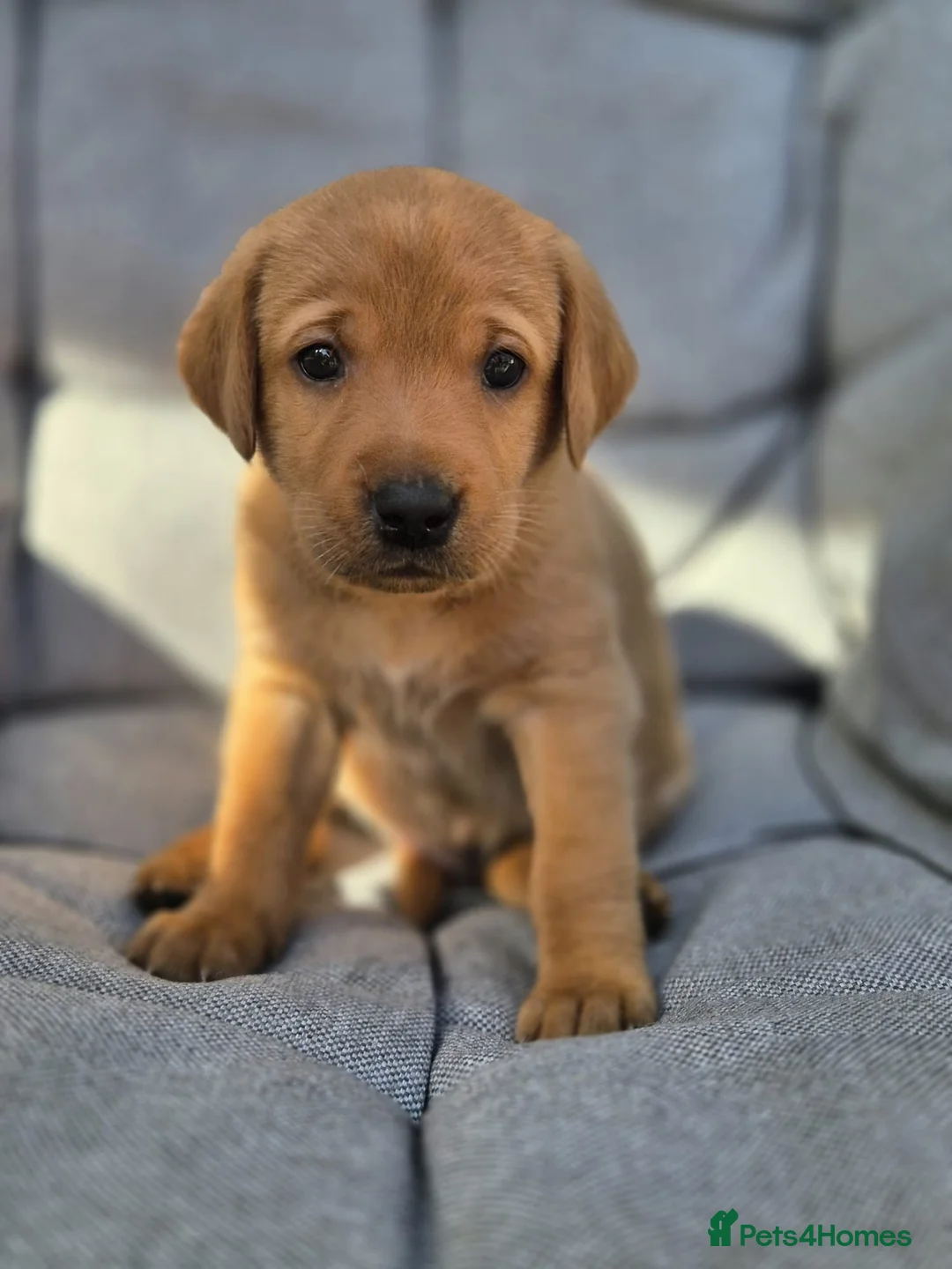 Labrador Retriever dogs for sale: Beautiful Labrador puppies in Derby - Advert 5