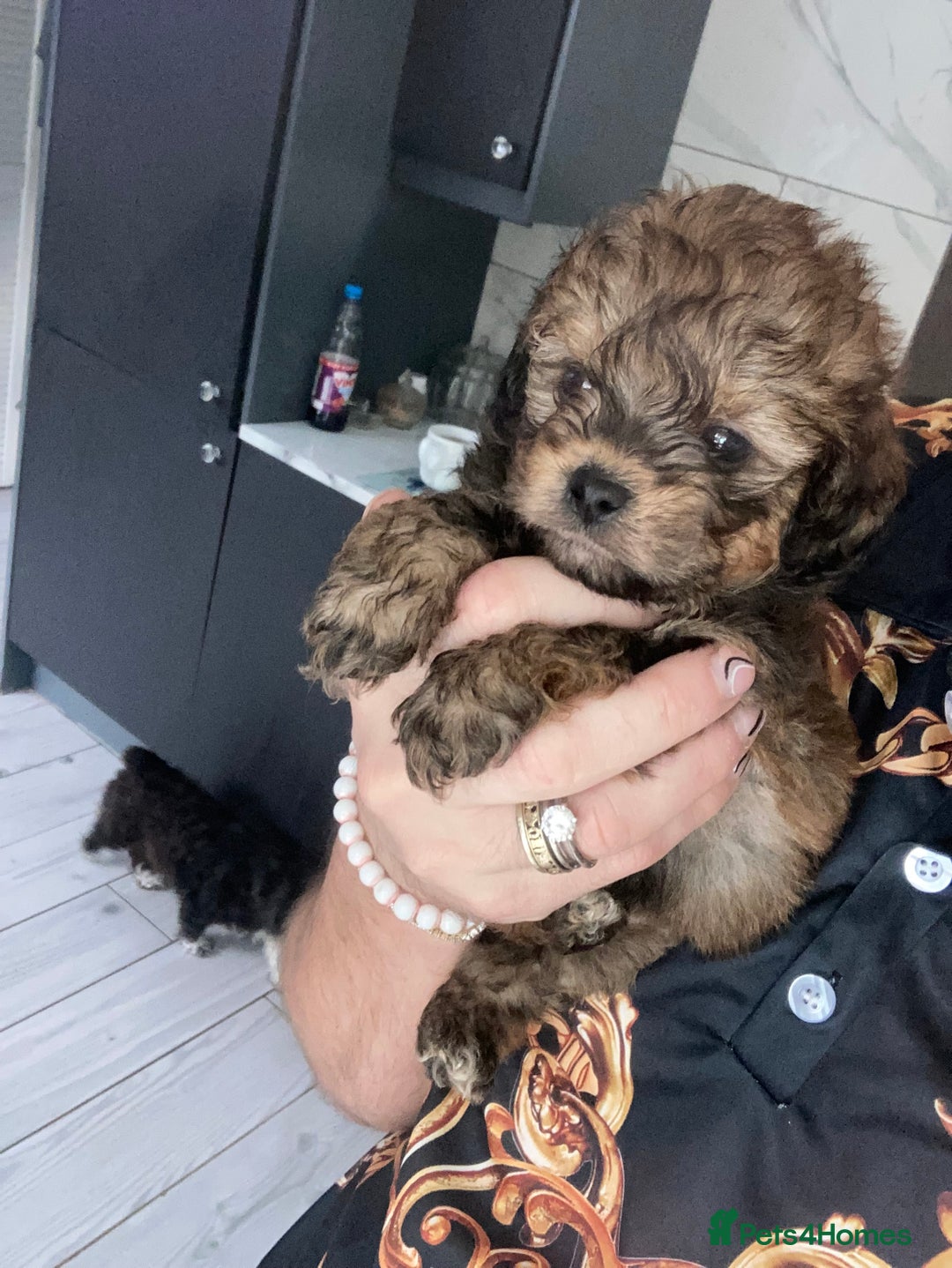 Shihpoo dogs for sale: WAITING LIST for Our 2026 Toy Shihpoo - Advert 1