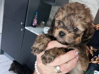 Shihpoo dogs - Advert 24