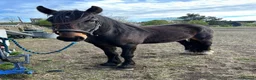 Irish Draught horses for sale: Rolo Irish draught x cob 4yr old gelding in Tilbury - Advert 5