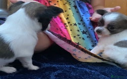 Chihuahua dogs for sale: 2 chihuahua boys left  - Image 17