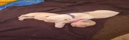 Labrador Retriever dogs for sale: Beautiful Kennel Club Registered Labrador Puppies in Ayr - Advert 8