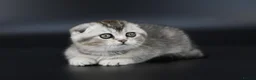 Scottish Fold cats for sale: LICENSED CATTERY PURE BREED TOP QUALITY KITTENS - Advert 31