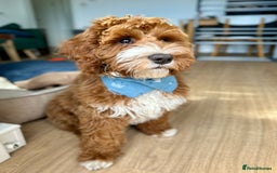 Australian Labradoodle dogs for sale: Australian Labradoodles RED&WHITE - Waiting list  - Image 11