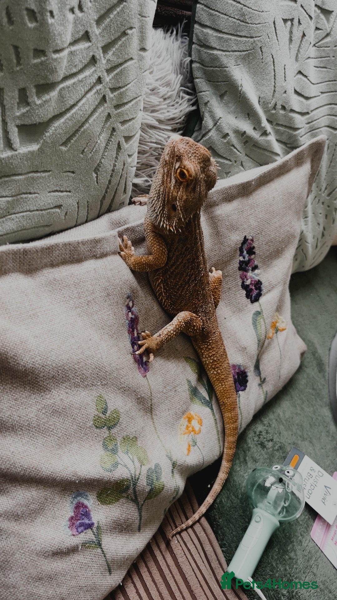 Bearded Dragon reptiles for sale: Male Bearded Dragon & Full Set Up - Image 2