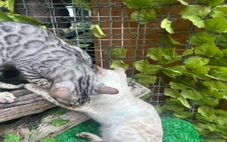 Bengal cats for sale: Unbelievably friendly TICA reg kittens  - Image 7